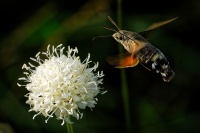 Dlouhozobka svizelova - Macroglossum stellatarum - Hummingbird hawk-moth 3550